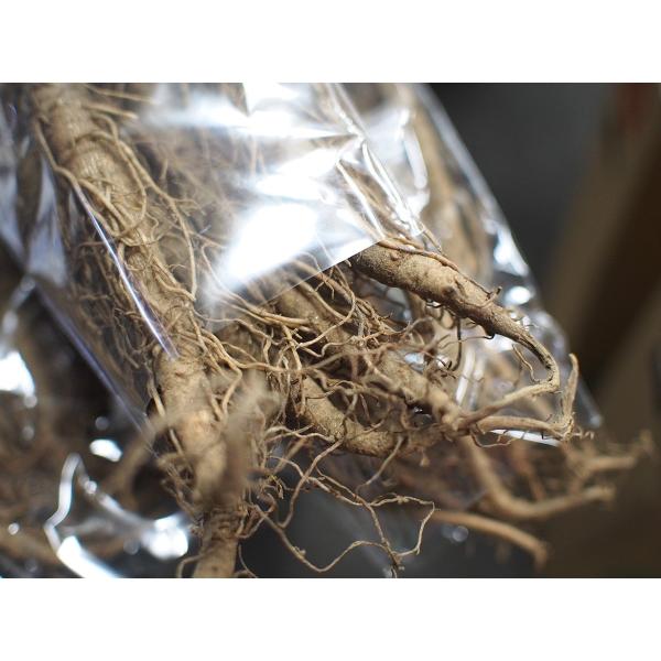 promart-jp_21710124_4