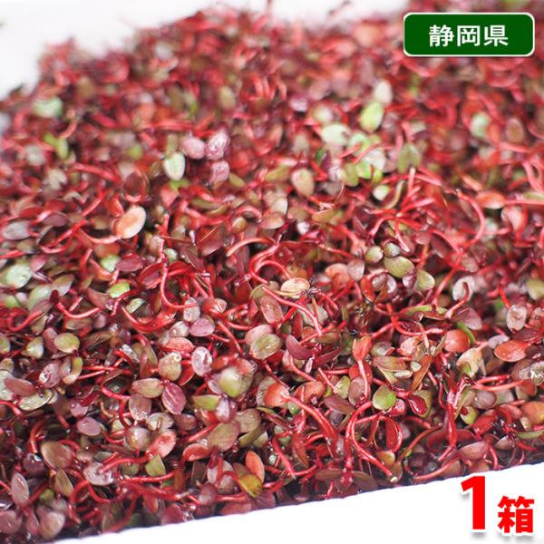 「紅蓼（べにたで）」は、蓼の幼芽（芽蓼／若芽）で、ピリッとした辛みがあり、朱色の色合いが鮮やかです。「蓼食う虫も好き好き」ということわざが有名ですが、蓼の葉には独特の辛みがあり、香辛料の一つとして使用されてきました。現在でも、魚の臭みを消し...