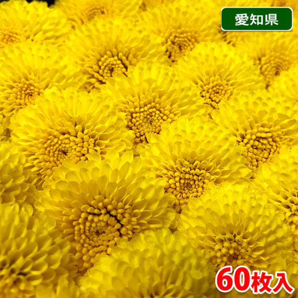 食用の菊花（食用ギク）には、延命楽・阿房宮・小菊など数種類ありますが、花弁（花びら）を食用とする大輪種と、料理のツマなどによく使われている小輪種に分けられます。小輪種の小菊は和食の彩りとして、花そのものを刺身などに添えて利用されています。菊...
