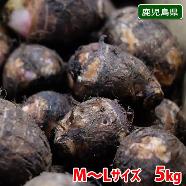 鹿児島県産　セレベス　M〜Lサイズ　約5kg（箱）