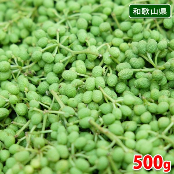 和歌山県産 実山椒 秀品 500g（箱） : 生鮮卸売市場 - 通販 - Yahoo