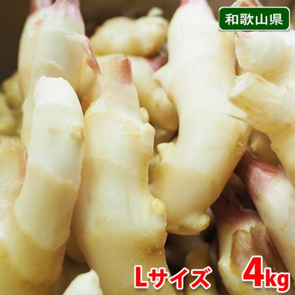 朝どれ新生姜　高知県産　5kg（箱別）5/26〜収穫、発送 高知県産 朝採れ新生姜レシピ付き 1キロ：高知県産のその他薬味
