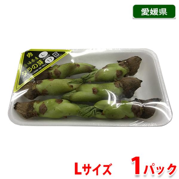 愛媛県産 タラの芽 Lサイズ 1パック : 生鮮卸売市場 - 通販 - Yahoo