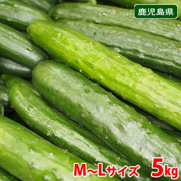 鹿児島県産 白いぼきゅうり M〜Lサイズ 5kg （箱） 国産 きゅうり