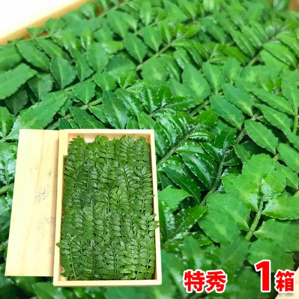 サンショウの春先に出る若芽が「木の芽」です。香りがよく辛みがあり春の日本料理には欠かせない香辛料です。お吸物、焼き魚、煮物などに添えて料理のあしらいによく使われます。きれいな緑色で整った形の特秀品（最高級品）をお届けします。高級料亭などにお...