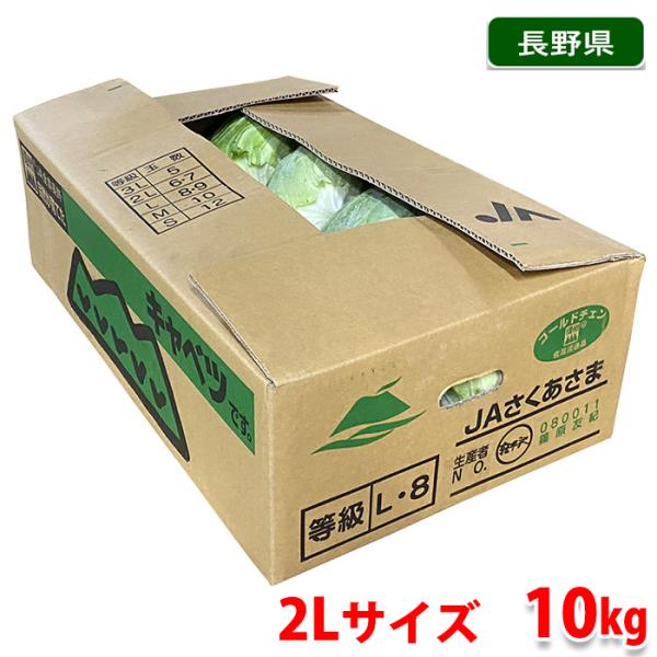 霧島キャベツ 12玉入り×２箱 キャベツ苗（各種） ポット 老舗のタネ屋 きりはらのたね