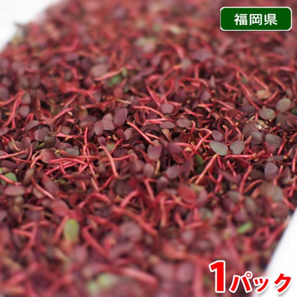 「紅蓼（べにたで）」は、蓼の幼芽（芽蓼／若芽）で、ピリッとした辛みがあり、朱色の色合いが鮮やかです。「蓼食う虫も好き好き」ということわざが有名ですが、蓼の葉には独特の辛みがあり、香辛料の一つとして使用されてきました。現在でも、魚の臭みを消し...