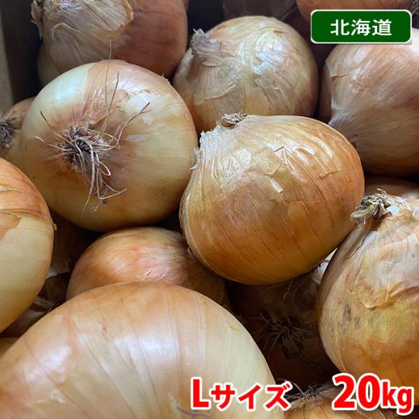 北海道産 玉ねぎ 秀品 Lサイズ 20kg (箱) : 生鮮卸売市場 北海道産 玉ねぎ 秀品 Lサイズ 20kg (箱) : 生鮮卸売市場