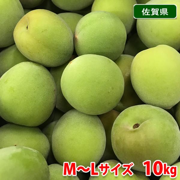 南信州産梅大梅箱入10キロぐらい 和歌山県産 JA紀州 みなべの南高梅 3Lサイズ 10キロ 梅 梅干