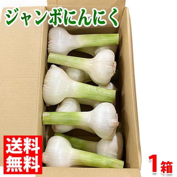 送料無料 徳島県産 ジャンボにんにく 10 12玉入り 6kg 生鮮卸売市場 通販 Yahoo ショッピング