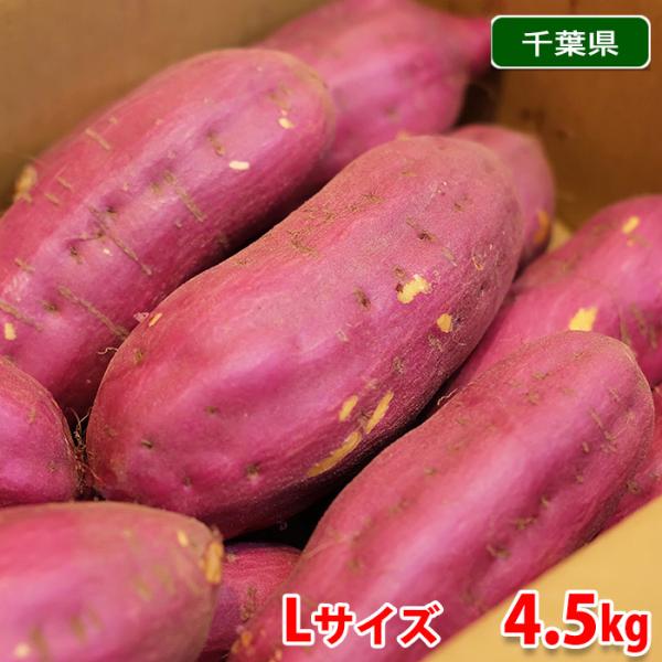 千葉県産 さつまいも 苗 紅あずま 200本 千葉県産（JAかとり）さつまいも 紅あずま 秀品 Lサイズ 約4.5kg（13本