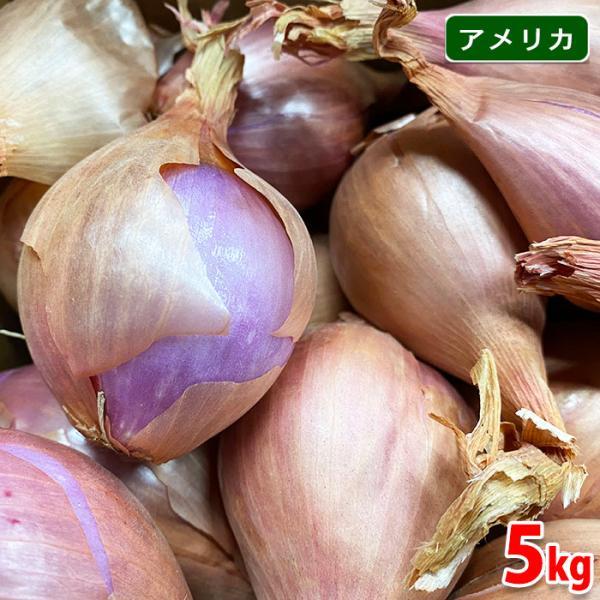小型たまねぎの一種で、「ベルギー・エシャロット」とも呼ばれる輸入野菜です。フランス料理やイタリア料理に用いられる香味野菜としてヨーロッパなどでは日常的に使われています。表皮が玉ねぎのように薄茶色の皮が付いており、紫色の色味が特徴です。若採り...