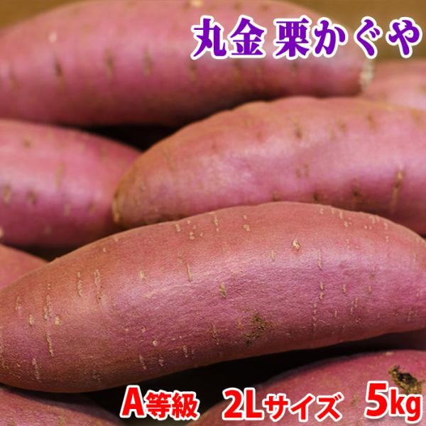 千葉県産『マルキン』ブランドの新しいさつまいも品種「栗かぐや（くりかぐや）」です。ホクホクした食感で、かつ甘みが強いのが特徴で、焼き芋におすすめです。「栗かぐや）」の肉色は鮮やかな黄色で、貯蔵性に優れています。形はなだらかな紡錘形で、近年人...