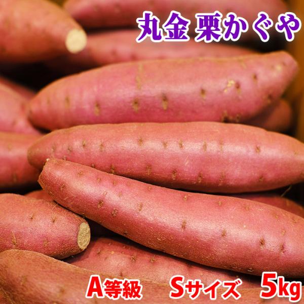 千葉県産『マルキン』ブランドの新しいさつまいも品種「栗かぐや（くりかぐや）」です。ホクホクした食感で、かつ甘みが強いのが特徴で、焼き芋におすすめです。「栗かぐや）」の肉色は鮮やかな黄色で、貯蔵性に優れています。形はなだらかな紡錘形で、近年人...