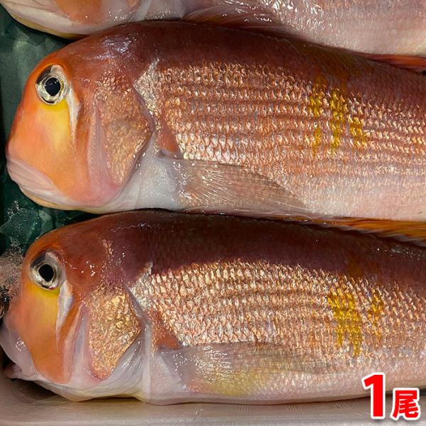 甘鯛延縄　新品 若狭一汐甘鯛 大 1本