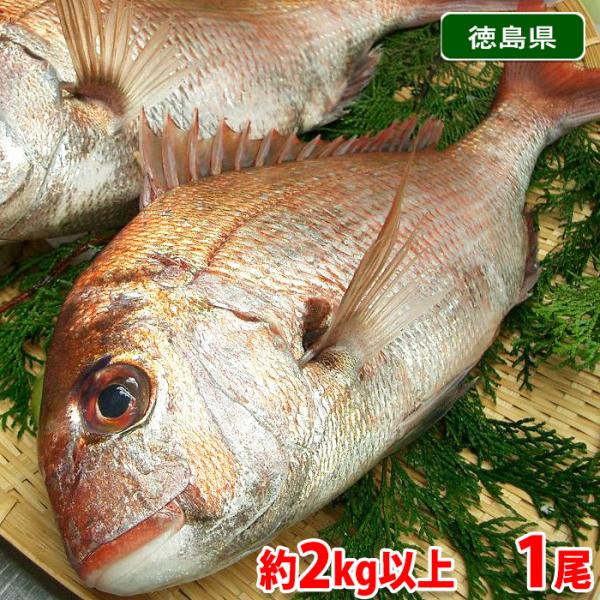 徳島県産他 天然 真鯛 （マダイ） 締め 1尾 約2kg以上（約2kg