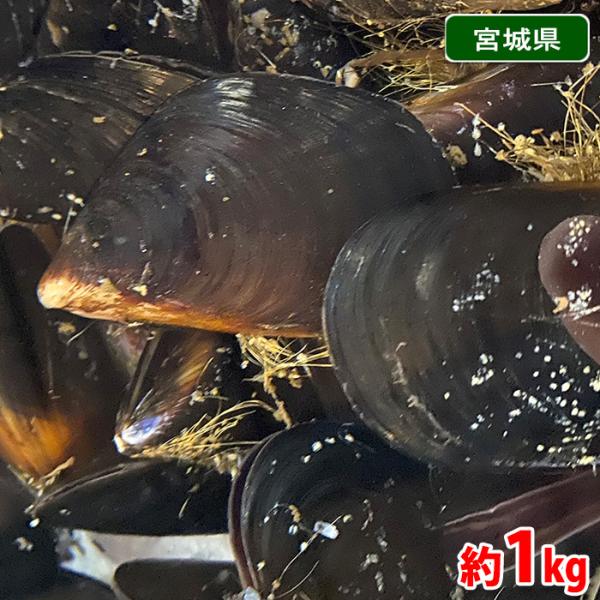 国産の（活）ムール貝です。牡蠣の養殖が盛んな地域で一緒に養殖されています。パエリア、白ワイン蒸しなどに。小ぶりサイズでお手頃商品です。※時期により広島県産・岩手県産など産地が変更になることがございます。※中央市場では活き状態ですが、配達状況...