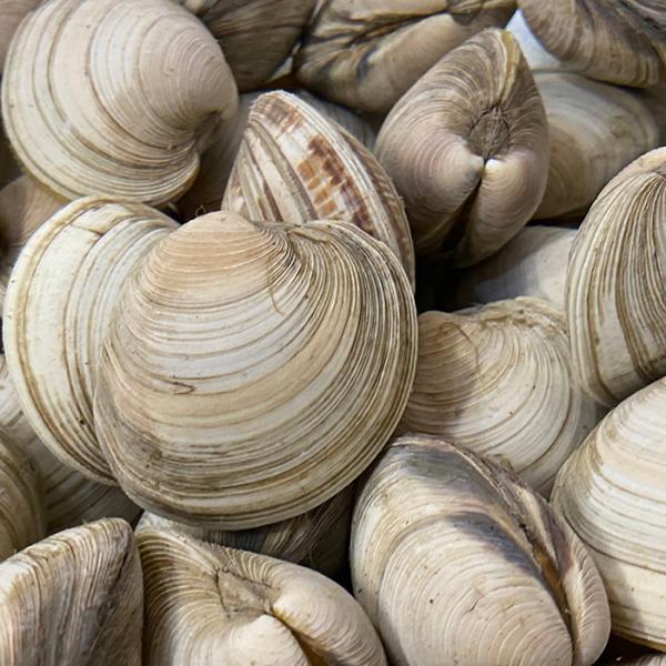 promart-jp_65210145_1