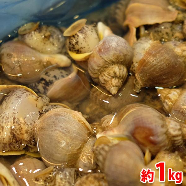 磯つぶ貝（エゾバイ）はワタに甘味があってクセになる美味しさです。貝殻は厚みがあって堅く、実は大きくて取り出しやすい貝です。飲食店・居酒屋の「突き出し」としても人気があります。塩ゆで・煮付け・酒蒸しなどがお勧めです。時期により個体差はございま...