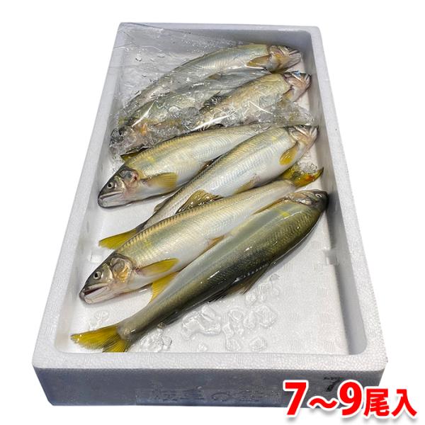 愛知県産他　鮎 （あゆ） 養殖　 7〜9尾入