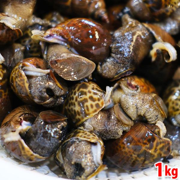 熊本県産他 （活） ばい貝 （黒バイ貝） 約1kg