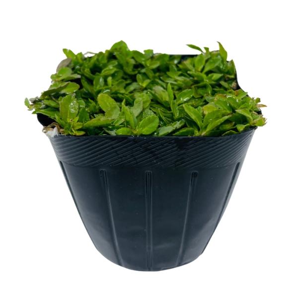 �N���s�A K7 9cm�|�b�g�c 4�� 1���Ă������p ���F�i�� �C���_���\�E���ǎ� �엿���l�f�[���t �� �O�����h�J�o�[ ���� ���N�� ���̉� �قӂ��� �� �G�� ���i�摜4