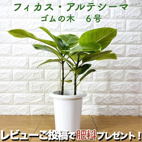 希少・2m超え】フィカス・アルティシマ（斑入りゴムの木）大鉢入り