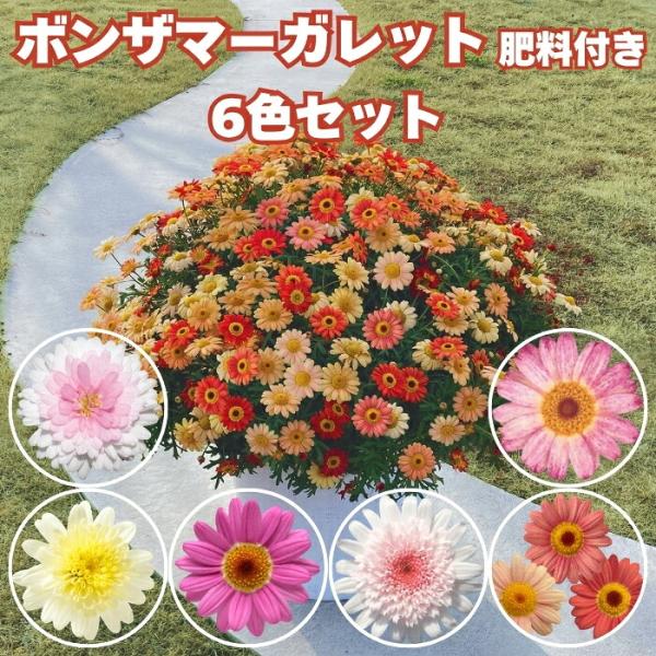 ボンザマーガレット 苗 6色×1株 計6株 肥料付き サクラ イチゴショート サンライズピンク レモンイエロー コスモスピンク サンセットオレンジ 花苗