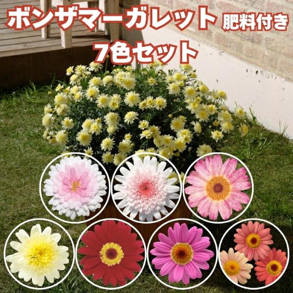 ボンザマーガレット 苗 7色×1株 計7株 肥料付き サクラ イチゴショート サンライズピンク レモンイエロー チェリー コスモスピンク サンセットオレンジ