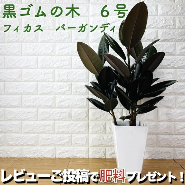 観葉植物 黒ゴムの木 フィカス・バーガンディ 6号鉢 苗木 鉢植え 希少