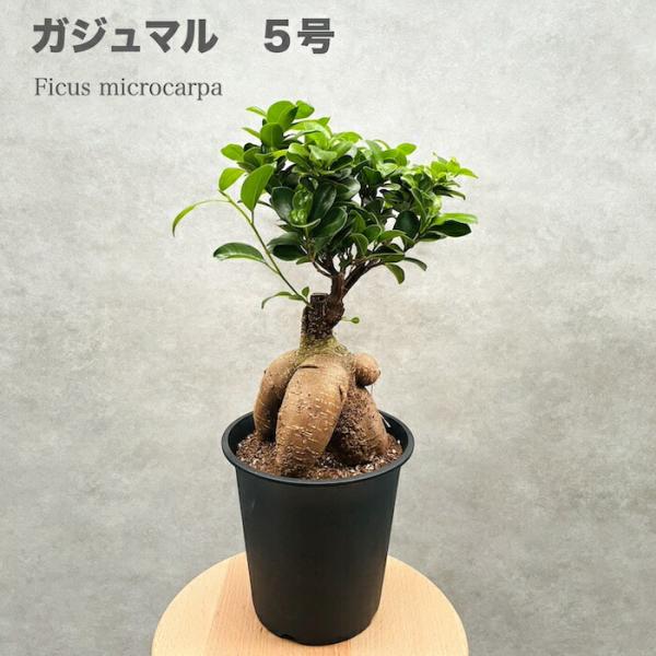 激レア！ガジュマル 盆栽 奄美大島産⑤ y*t様 激レア！ガジュマル 盆栽 奄美大島産 y*t様 激レア！ガジュマル