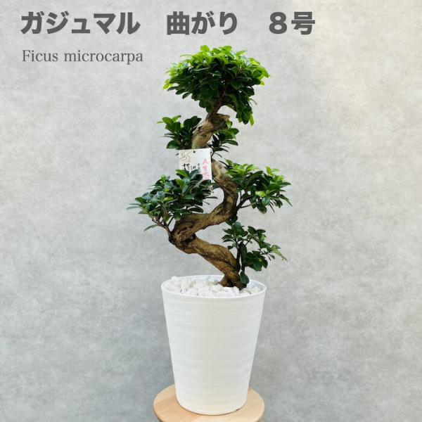 【現品】ガジュマル　盆栽仕立て　昇り龍　曲がり　受け皿付き　８号鉢 現品】ガジュマル 盆栽仕立て 昇り龍 曲がり 8号鉢 金運上昇