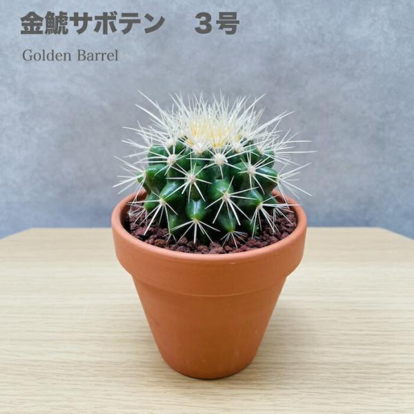 金鯱 サボテン 鉢植え サボテンの王様 金鯱 3号鉢 観葉植物 多肉植物 金シャチ おしゃれで