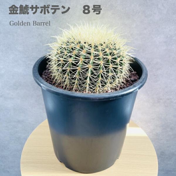 ①サボテン 金鯱 キンシャチ 8号 観葉植物 楽天市場】サボテン 金鯱 8号 プラ鉢 キンシャチ 土 鉢 種 種類