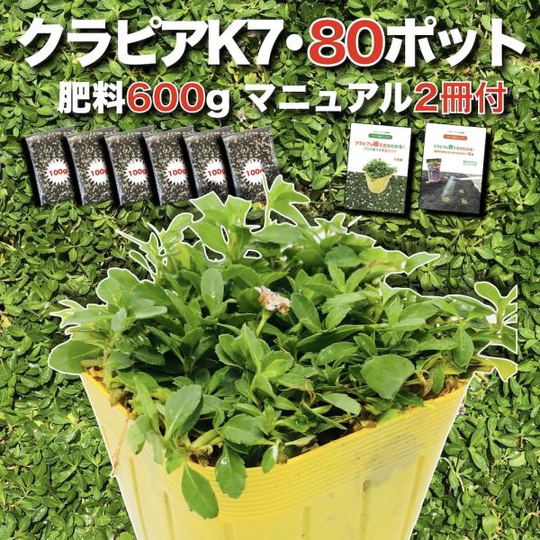 【予約特典】予約特典は「有機入り一発果菜肥料200g」となります。【1月から2月のお届けについて】ご希望の場合は1月から2月にお届けすることも可能です。下記の注意事項をご一読の上、ご検討ください・クラピアは冬枯れをする植物となります。　根が...