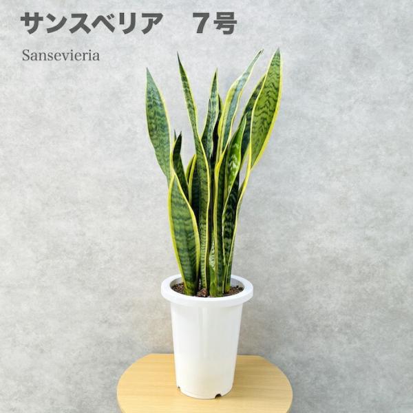 超特価！2鉢価格！ゼラニカ　サンセベリア サンスベリア　苗　苗木　観葉植物　7号 観葉植物 サンスベリア 7号鉢苗 大型種類 おしゃれ 室内 インテリア