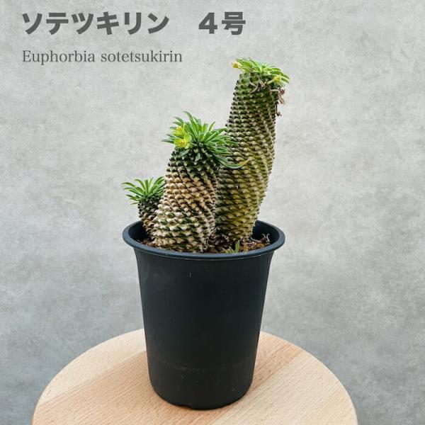 観葉植物 ユーフォルビア ソテツキリン 4号鉢 パイナップルコーン 蘇鉄麒麟 多肉植物 おしゃれな室内インテリア プレゼントギフト