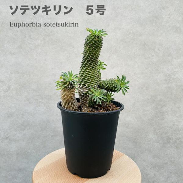 観葉植物 ユーフォルビア ソテツキリン 5号鉢 パイナップルコーン 蘇鉄麒麟 多肉植物 おしゃれな室内インテリア プレゼントギフト