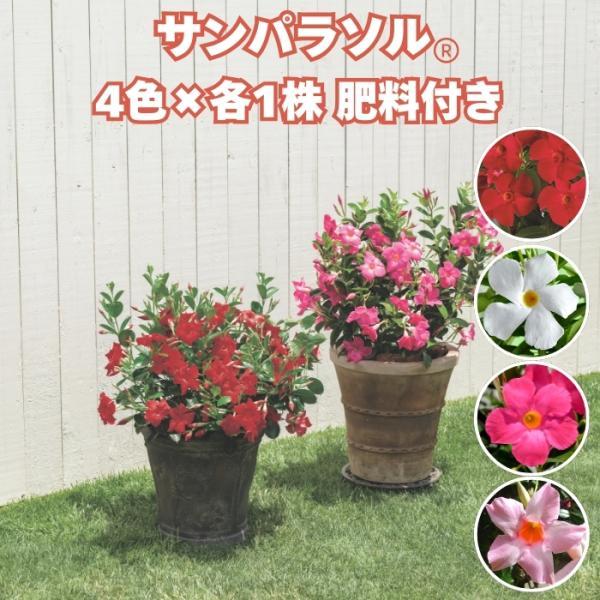 サンパラソル 4色×各1株セット 肥料付き 3号ポット苗 つる性マンデビラ サントリーフラワーズ 夏の花 ガーデニング 鉢植え 花壇 プランター