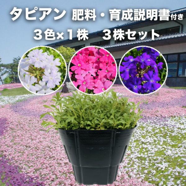 タピアン 3品種×各1株 合計3株 9cmポット苗 肥料付 3号 バーベナ属 サントリーフラワーズ グランドカバー 常緑 多年草 宿根草 雑草対策 下草