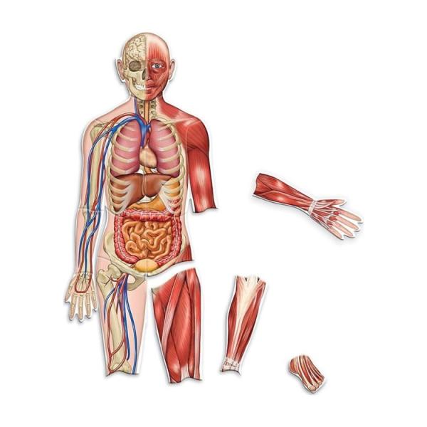 お取り寄せ ラーニング・リソーシズ 磁石式人体 骨格＆筋肉系 Learning Resources Magnetic Human Body Skele