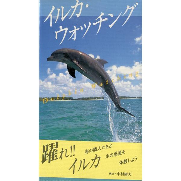 イルカ・ウォッチング　