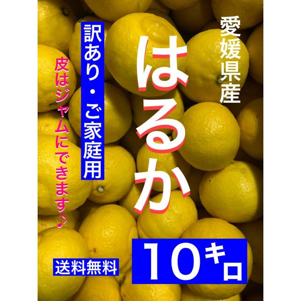 愛媛県産はるか10キロ 訳あり・ご家庭用 皮はジャムにできます 愛媛県産はるか10キロ 訳あり・ご家庭用 皮はジャムにできます