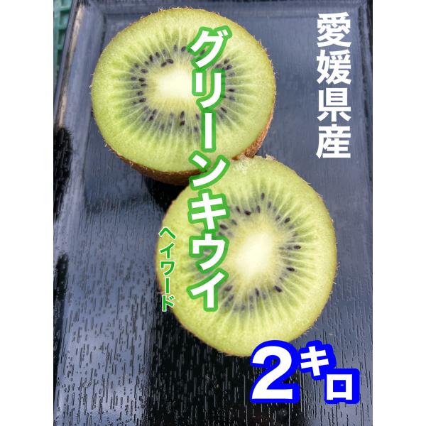 愛媛県産グリーンキウイ2キロ（ヘイワード）ご家庭用