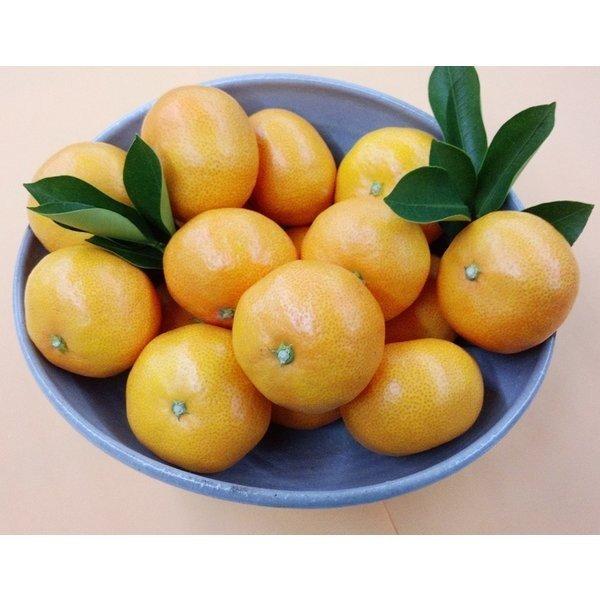 みやま市特産品みかん 今超香みかん こんちょかみかん 九州福岡県産 産地直送 5kg 2箱 Fkm018aa02 日本通販ショップ 通販 Yahoo ショッピング