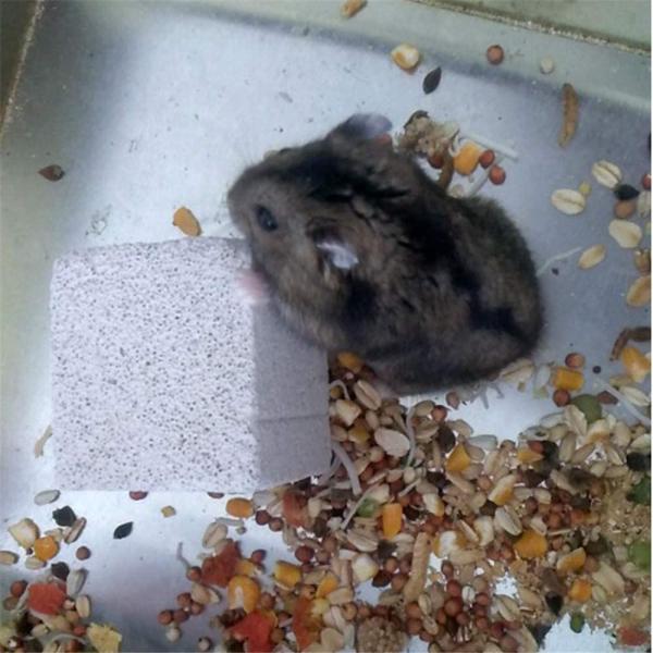 Jpgdn ペット用品 ハムスター 噛む石 火山岩 歯磨き4セット ストーン 噛むおもちゃ リス モルモット チンチラ 兎 小動物用 Www Legheleggere Com