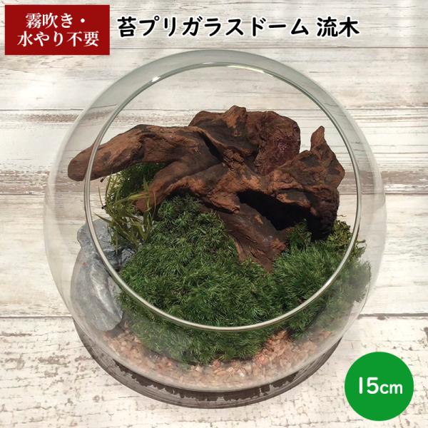 テラリウム プリザーブド 苔 インテリア 置物 苔プリ ガラスポット