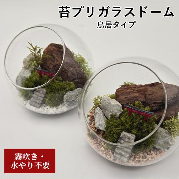 苔プリ ガラスドーム 12cm 鳥居タイプ テラリウム 完成品 枯れない苔