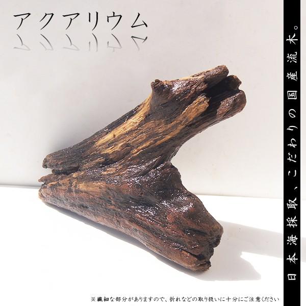 大型流木 水槽用 アクアリウム レイアウト 大型 流木 一点物 Al116 Buyee Buyee Japanese Proxy Service Buy From Japan Bot Online