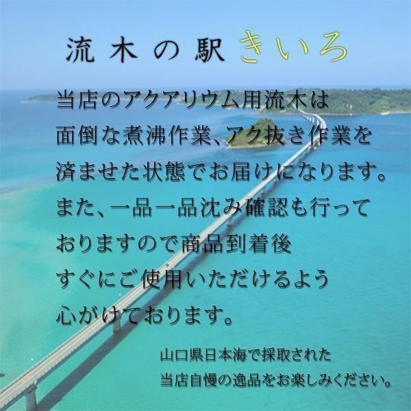 大型流木水槽用アクアリウムレイアウト大型流木一点物 Al167 Buyee Buyee 提供一站式最全面最專業現地yahoo Japan拍賣代bid代拍代購服務